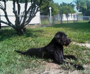 Newtonthemagnificent