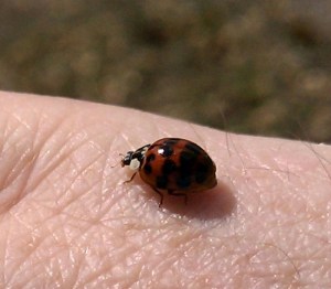 Ladybug1