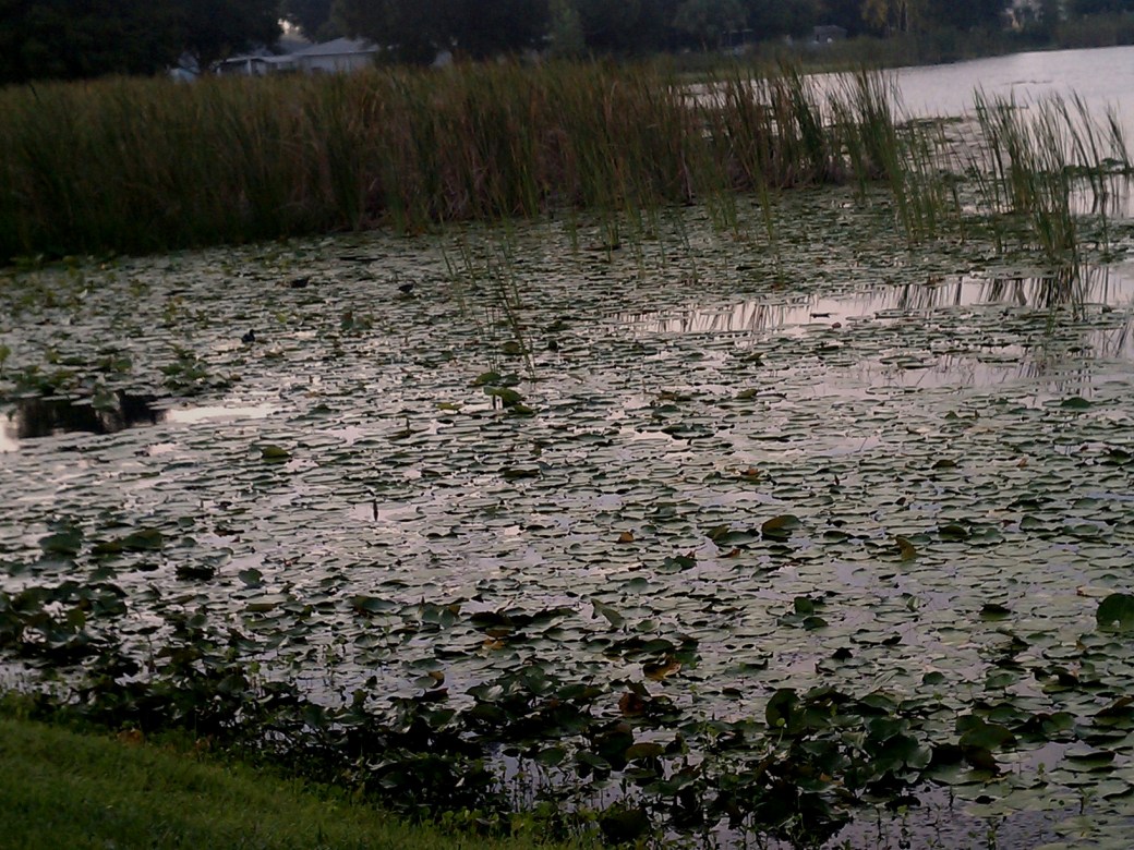 Lilypads