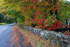 Shanda'sautumntrail